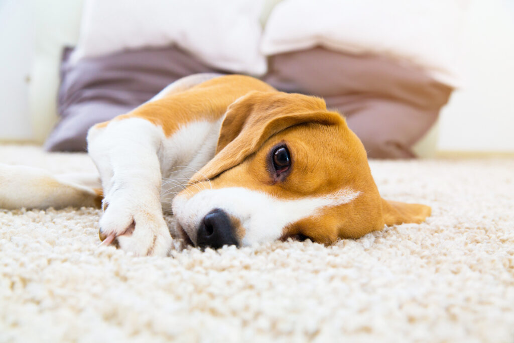 Dog on Carpet - Professional Carpet Cleaning in Monterey CA