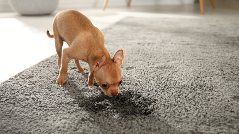 Carpet Cleaning Near Me: Eliminate Pet Odors