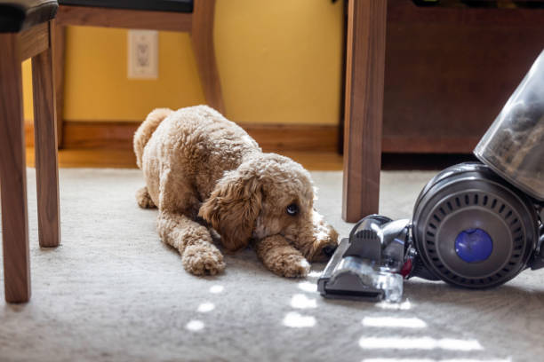 Close-up of pet urine stains on carpet.