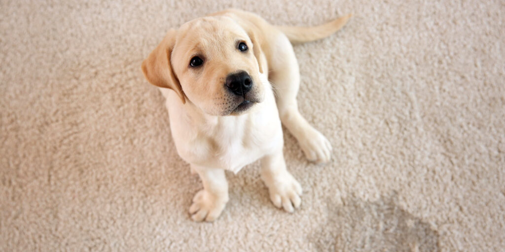 Visible pet stains on a light-colored carpet.